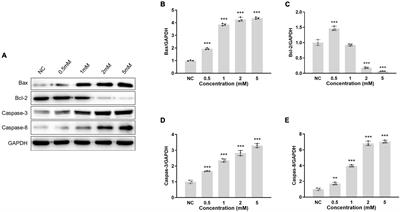 The Ameliorative Effect of JNK Inhibitor D-JNKI-1 on Neomycin-Induced Apoptosis in HEI-OC1 Cells